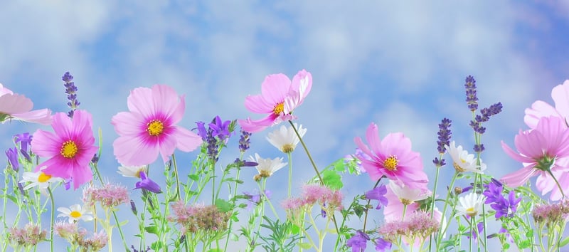 Fairy Feast Image